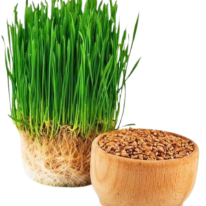 Nutra Organic Wheatgrass Juice Powder - Sustainably Grown - Instant Wheat Grass Juice Powder Made from Concentrated Juice - More Potent Than Organic Wheatgrass Powder