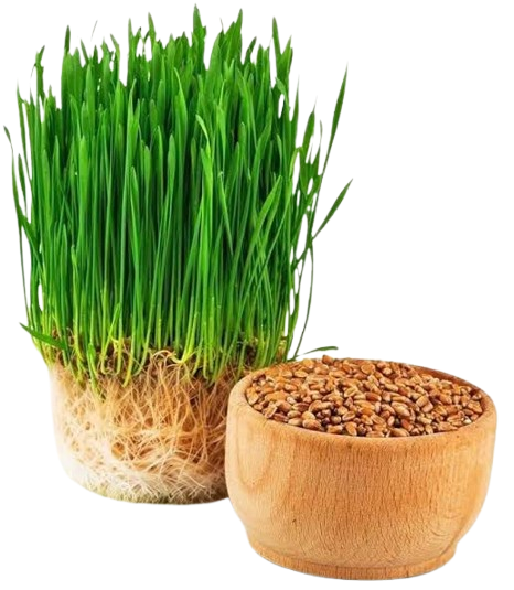 Nutra Organic Wheatgrass Juice Powder - Sustainably Grown - Instant Wheat Grass Juice Powder Made from Concentrated Juice - More Potent Than Organic Wheatgrass Powder